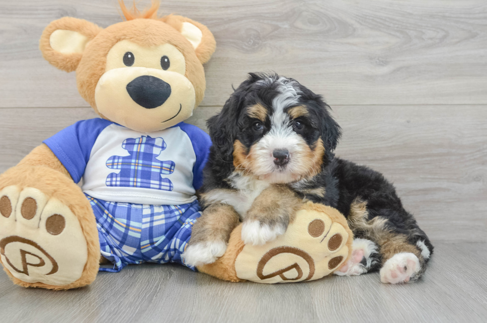 7 week old Mini Bernedoodle Puppy For Sale - Pilesgrove Pups