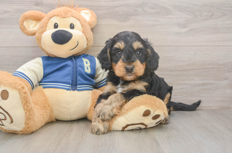 6 week old Mini Bernedoodle Puppy For Sale - Pilesgrove Pups