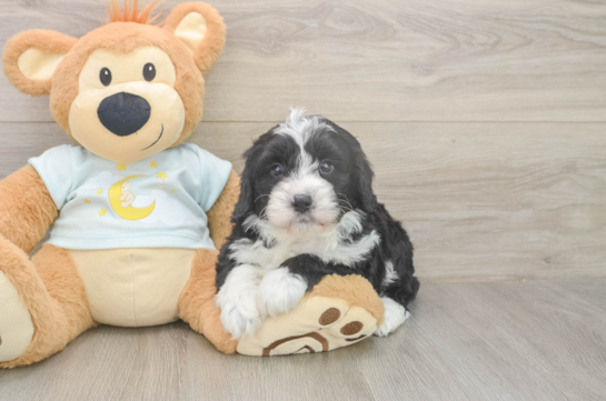 5 week old Mini Bernedoodle Puppy For Sale - Pilesgrove Pups Playful Mini Bernepoo Poodle Mix Puppy