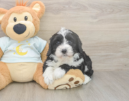5 week old Mini Bernedoodle Puppy For Sale - Pilesgrove Pups 5 week old Mini Bernedoodle Puppy For Sale - Pilesgrove Pups