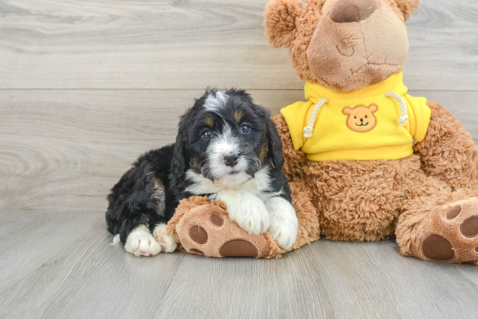 Mini Bernedoodle Pup Being Cute