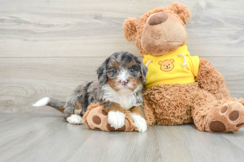 5 week old Mini Bernedoodle Puppy For Sale - Pilesgrove Pups