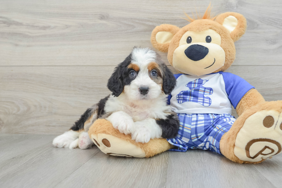 Petite Mini Bernedoodle Poodle Mix Pup