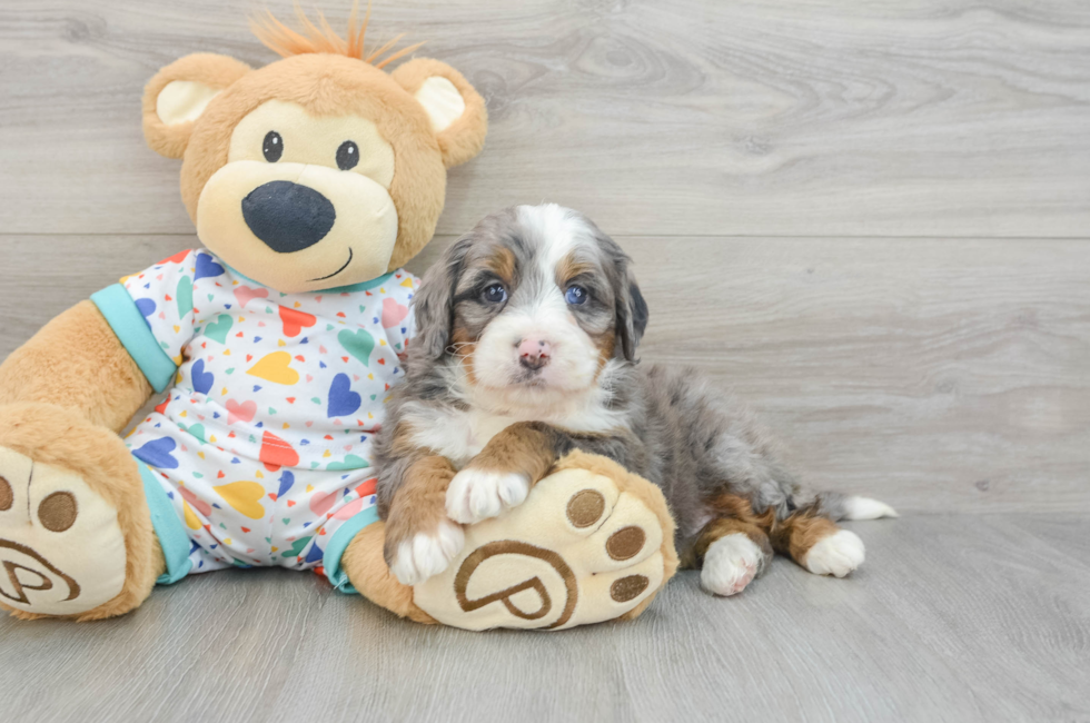 6 week old Mini Bernedoodle Puppy For Sale - Pilesgrove Pups