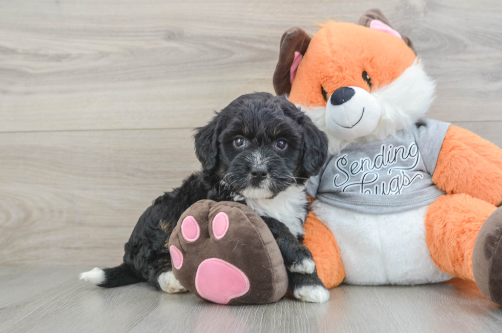 6 week old Mini Bernedoodle Puppy For Sale - Pilesgrove Pups