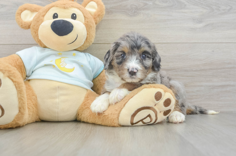 6 week old Mini Bernedoodle Puppy For Sale - Pilesgrove Pups