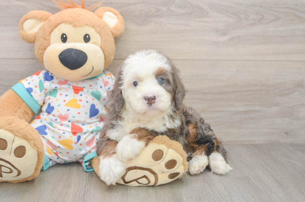 5 week old Mini Bernedoodle Puppy For Sale - Pilesgrove Pups
