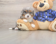 5 week old Mini Bernedoodle Puppy For Sale - Pilesgrove Pups