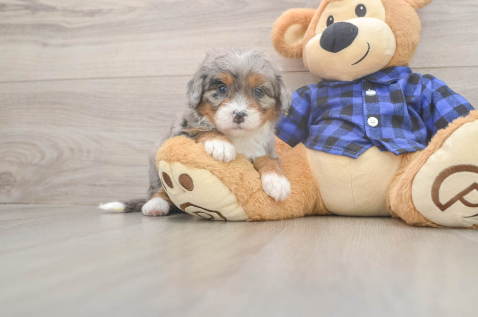 5 week old Mini Bernedoodle Puppy For Sale - Pilesgrove Pups