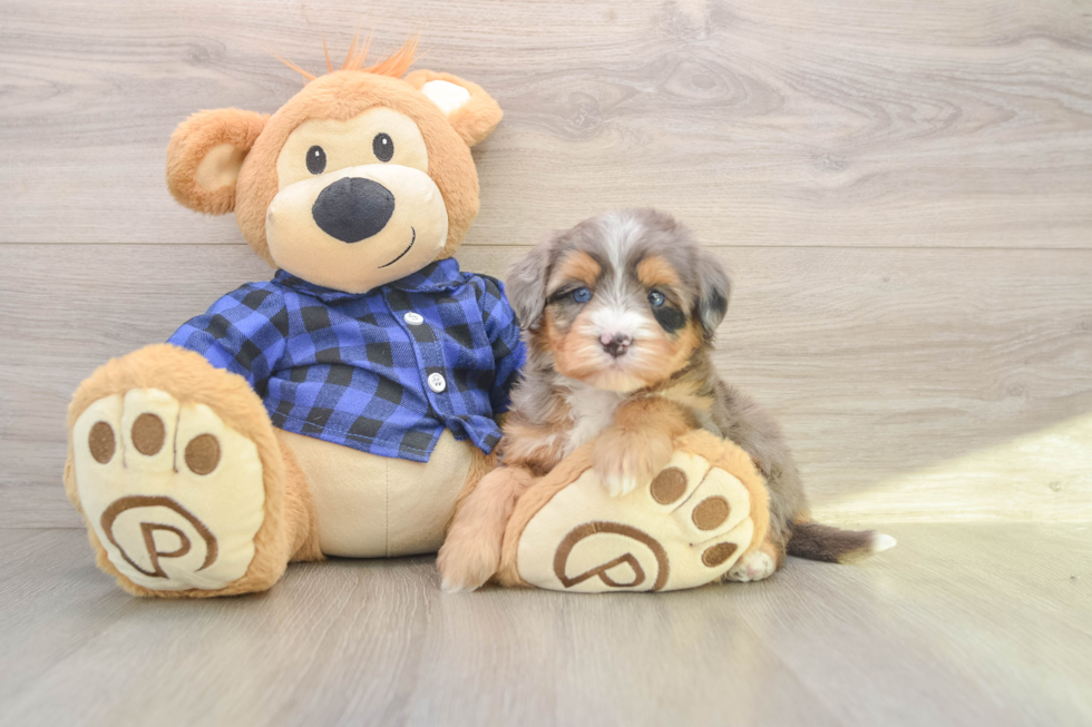 Hypoallergenic Mini Bernepoo Poodle Mix Puppy