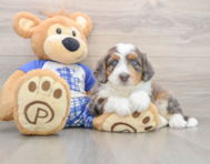 6 week old Mini Bernedoodle Puppy For Sale - Pilesgrove Pups