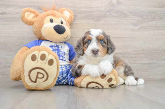 Happy Mini Bernedoodle Baby