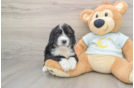 Popular Mini Bernedoodle Poodle Mix Pup