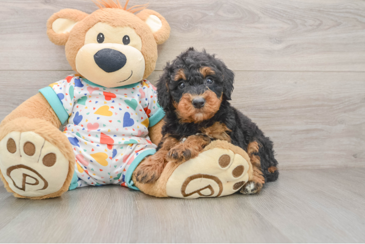 Funny Mini Bernedoodle Poodle Mix Pup