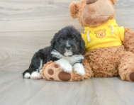 8 week old Mini Bernedoodle Puppy For Sale - Pilesgrove Pups