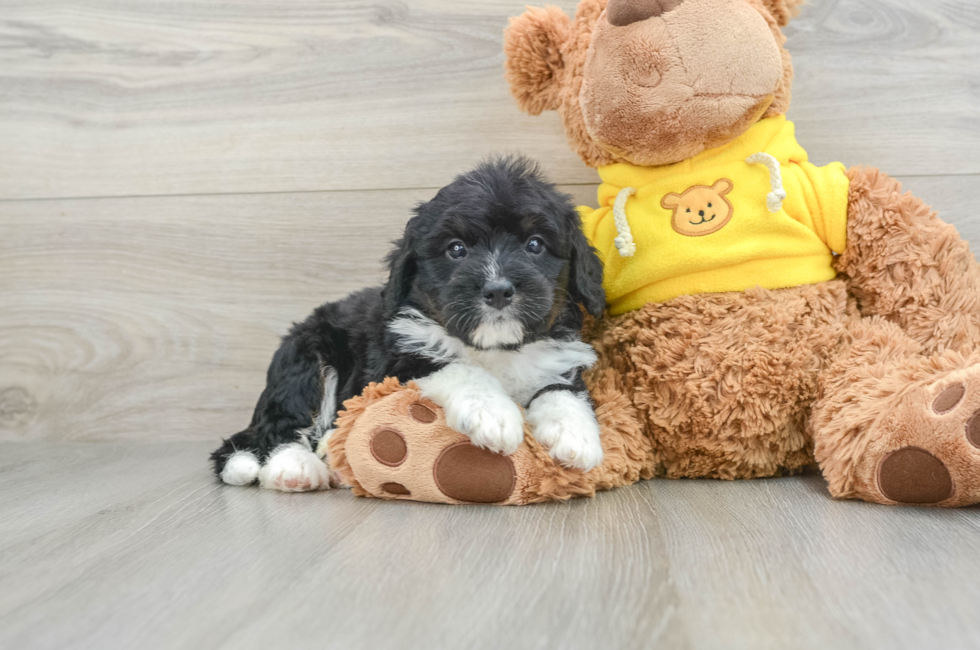 5 week old Mini Bernedoodle Puppy For Sale - Pilesgrove Pups