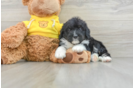 Smart Mini Bernedoodle Poodle Mix Pup