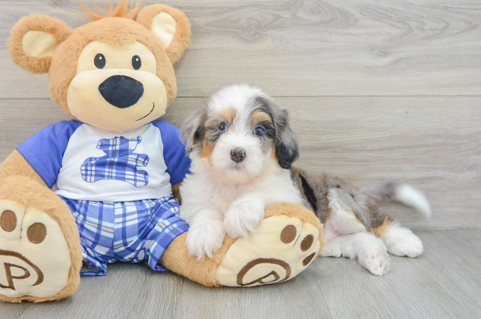 6 week old Mini Bernedoodle Puppy For Sale - Pilesgrove Pups