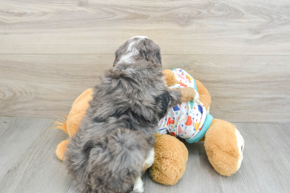 Happy Mini Bernedoodle Baby