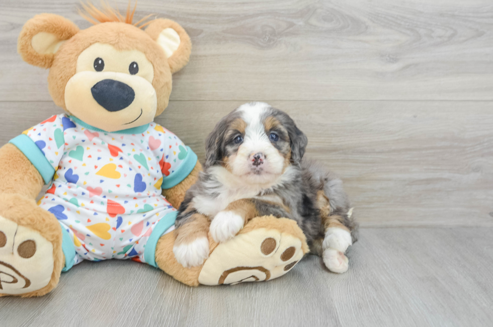 6 week old Mini Bernedoodle Puppy For Sale - Pilesgrove Pups