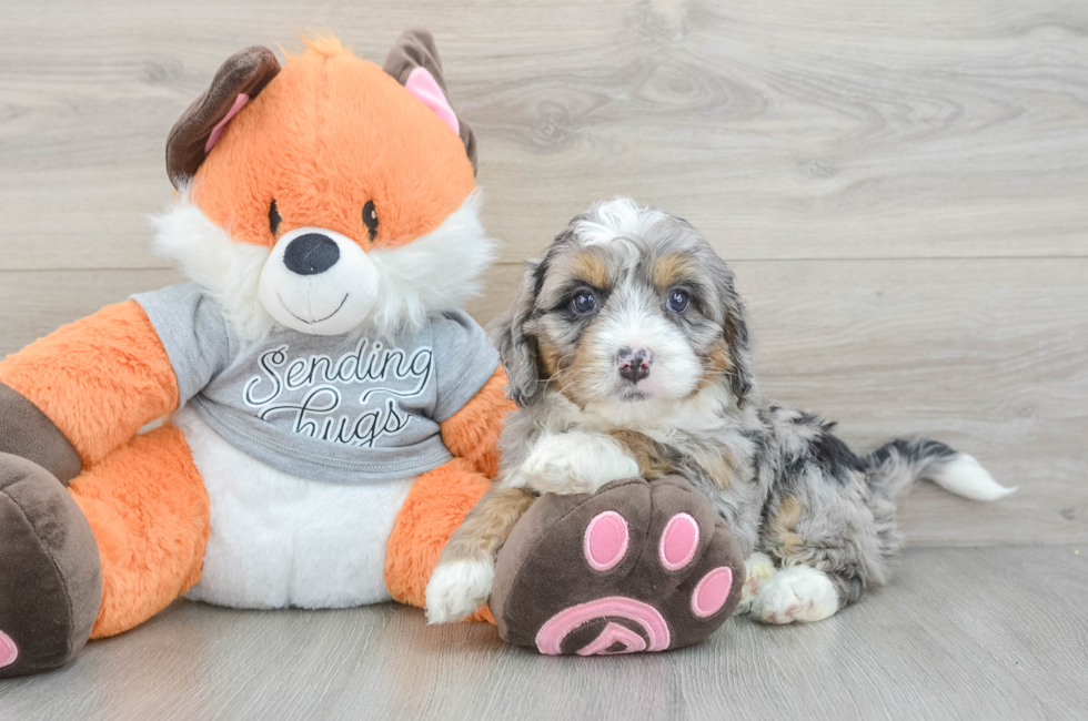 6 week old Mini Bernedoodle Puppy For Sale - Pilesgrove Pups