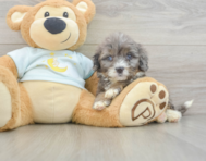 8 week old Mini Bernedoodle Puppy For Sale - Pilesgrove Pups