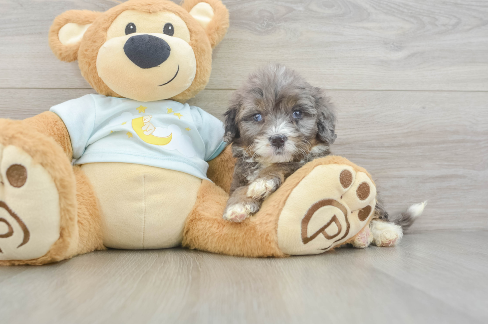8 week old Mini Bernedoodle Puppy For Sale - Pilesgrove Pups