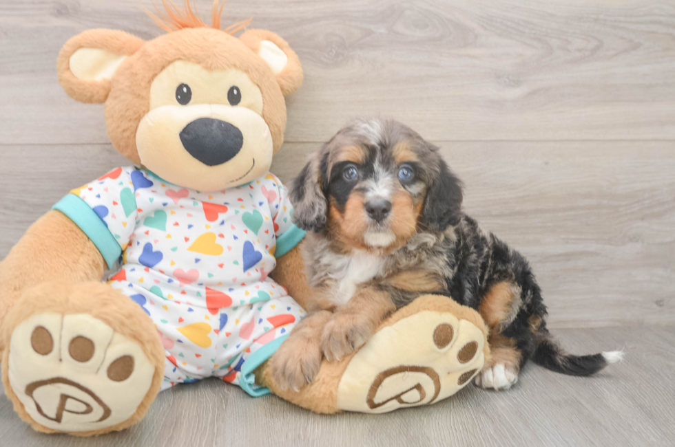 5 week old Mini Bernedoodle Puppy For Sale - Pilesgrove Pups