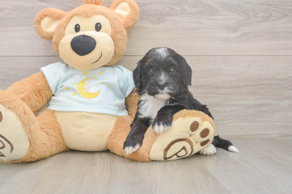 5 week old Mini Bernedoodle Puppy For Sale - Pilesgrove Pups