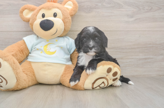 5 week old Mini Bernedoodle Puppy For Sale - Pilesgrove Pups Mini Bernedoodle Puppy for Adoption