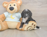 5 week old Mini Bernedoodle Puppy For Sale - Pilesgrove Pups 5 week old Mini Bernedoodle Puppy For Sale - Pilesgrove Pups
