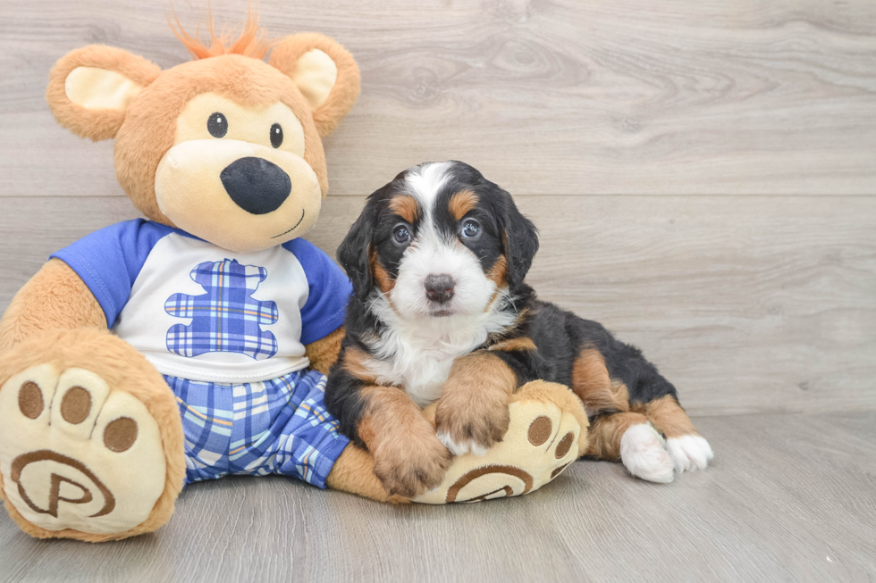 Mini Bernedoodle Pup Being Cute