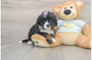 Best Mini Bernedoodle Baby