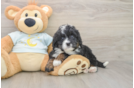 Mini Bernedoodle Puppy for Adoption