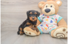 Adorable Mini Bernesedoodle Poodle Mix Puppy