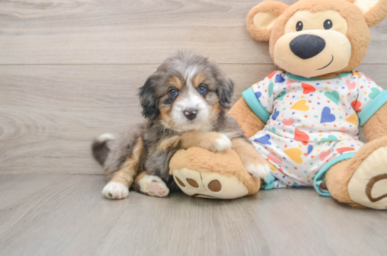 LUCIANA, a Mini Bernedoodle littermate