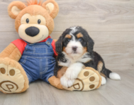 7 week old Mini Bernedoodle Puppy For Sale - Pilesgrove Pups