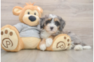 Adorable Mini Bernesedoodle Poodle Mix Puppy