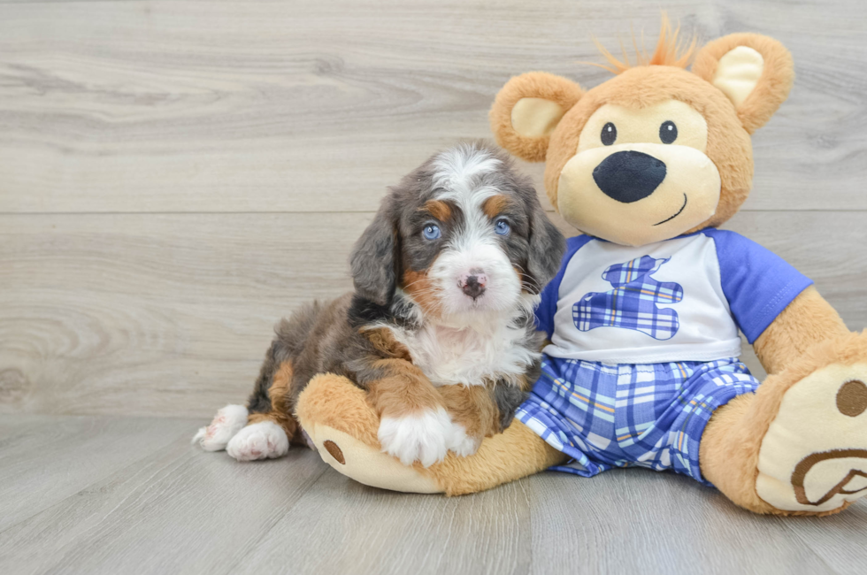 6 week old Mini Bernedoodle Puppy For Sale - Pilesgrove Pups