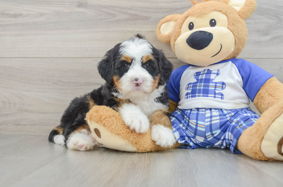 7 week old Mini Bernedoodle Puppy For Sale - Pilesgrove Pups