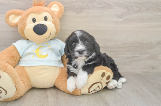 5 week old Mini Bernedoodle Puppy For Sale - Pilesgrove Pups Mini Bernedoodle Puppy for Adoption