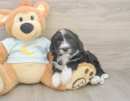5 week old Mini Bernedoodle Puppy For Sale - Pilesgrove Pups 5 week old Mini Bernedoodle Puppy For Sale - Pilesgrove Pups