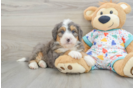 Happy Mini Bernedoodle Baby