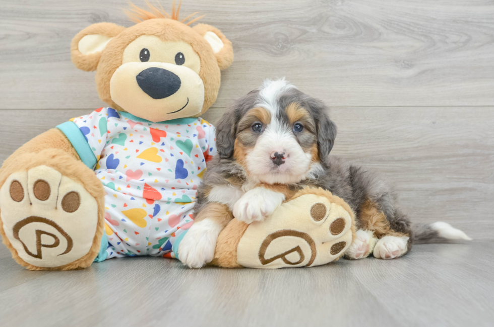 6 week old Mini Bernedoodle Puppy For Sale - Pilesgrove Pups