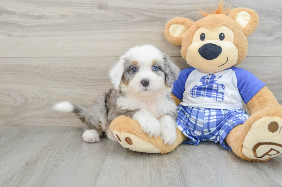 6 week old Mini Bernedoodle Puppy For Sale - Pilesgrove Pups