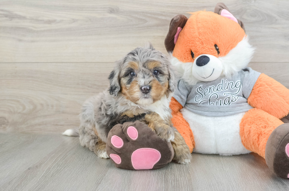 6 week old Mini Bernedoodle Puppy For Sale - Pilesgrove Pups