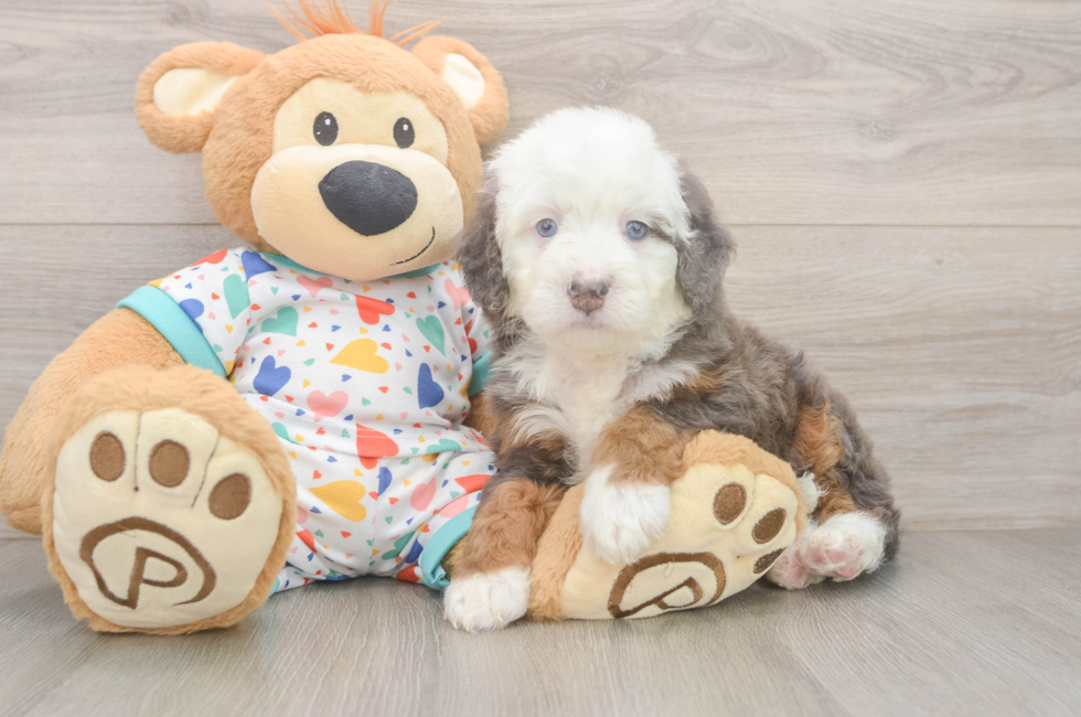 5 week old Mini Bernedoodle Puppy For Sale - Pilesgrove Pups