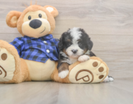 5 week old Mini Bernedoodle Puppy For Sale - Pilesgrove Pups