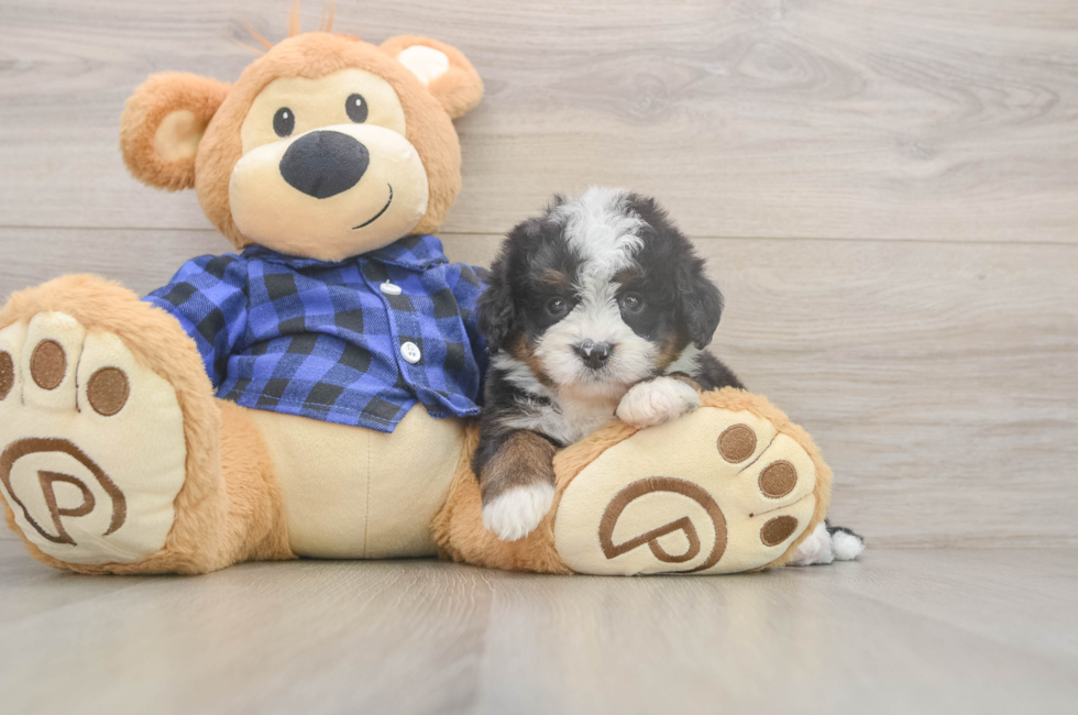 5 week old Mini Bernedoodle Puppy For Sale - Pilesgrove Pups