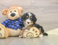 7 week old Mini Bernedoodle Puppy For Sale - Pilesgrove Pups